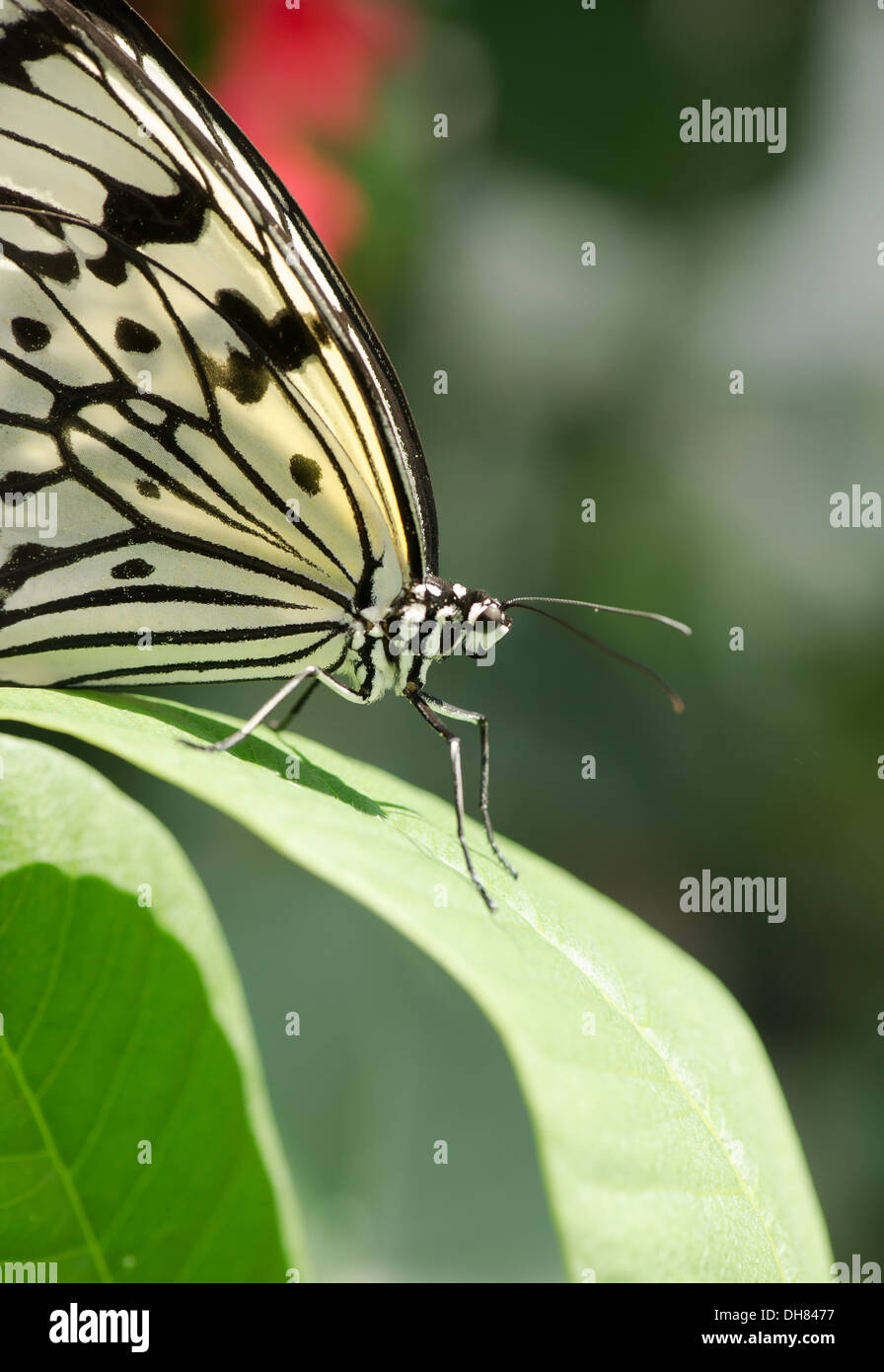 Le Judy Istock Butterfly Haven. Situé dans la région de Peggy Notebaert Nature Museum. Chicago IL Banque D'Images