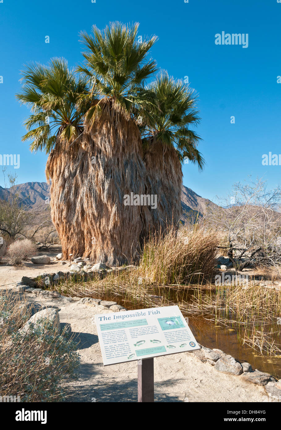 La Californie, San Diego County, Anza-Borrego Desert State Park, Desert Garden Trail, pupfish (Cyprinodon macularius) info sign Banque D'Images