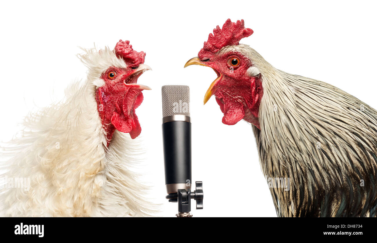 Deux coqs chanter lors d'un microphone à l'arrière-plan blanc Banque D'Images