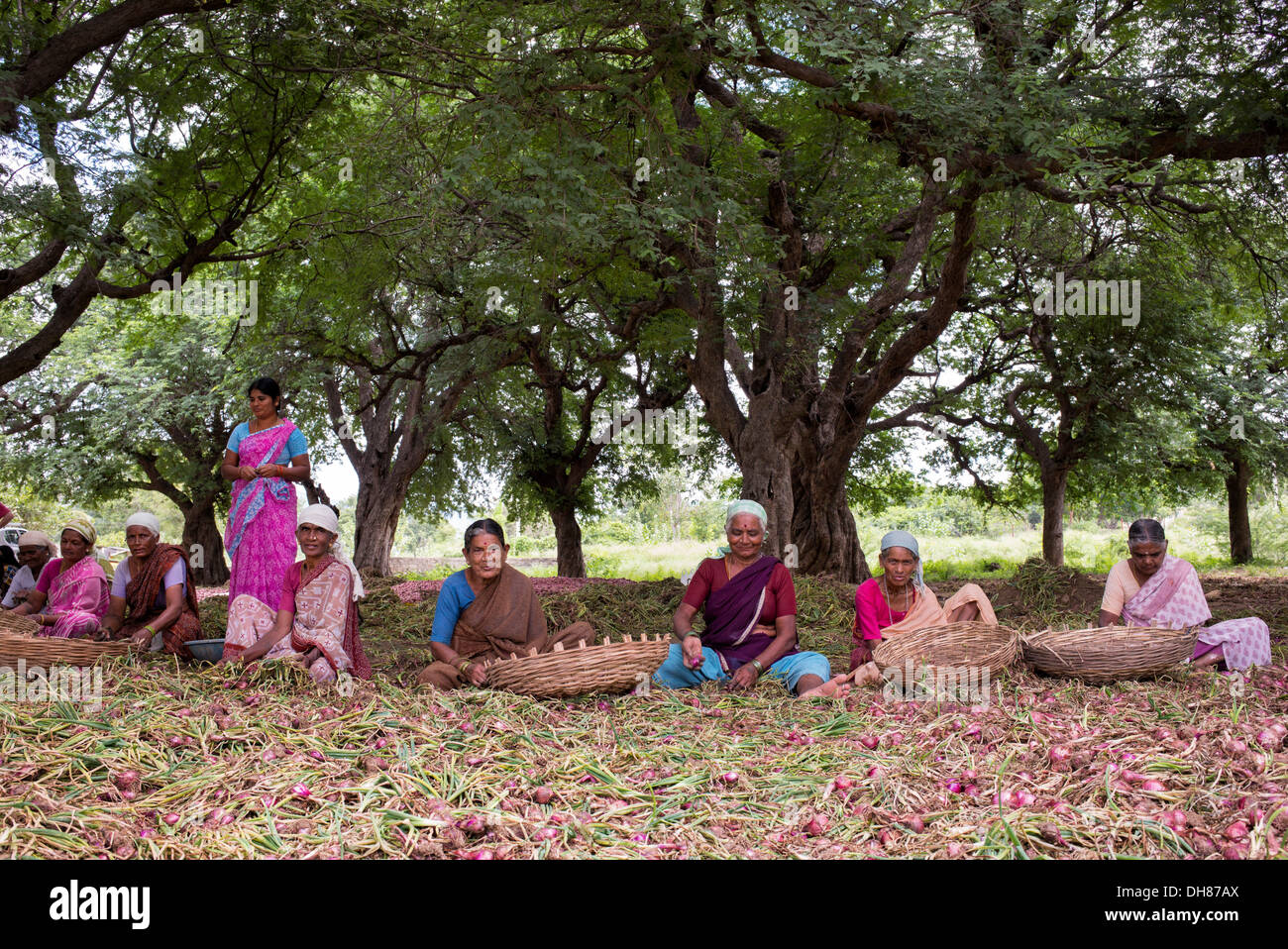 Village de l'Inde rurale des femmes qui travaillent l'écimage et l'tailing oignons rouges récoltés à la main dans la campagne. L'Andhra Pradesh. L'Inde Banque D'Images