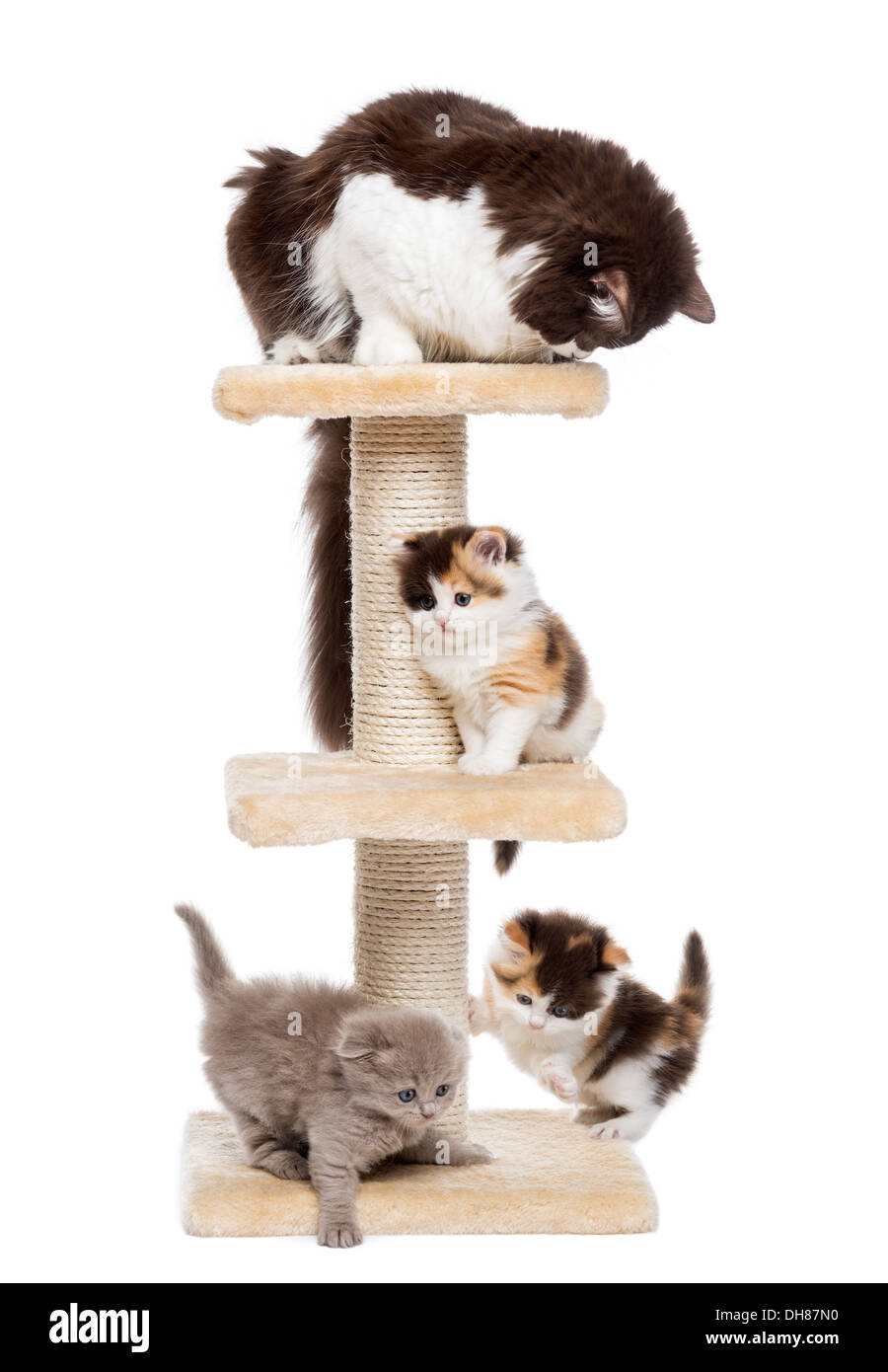 Groupe de chats jouant sur un arbre de chat contre fond blanc Banque D'Images