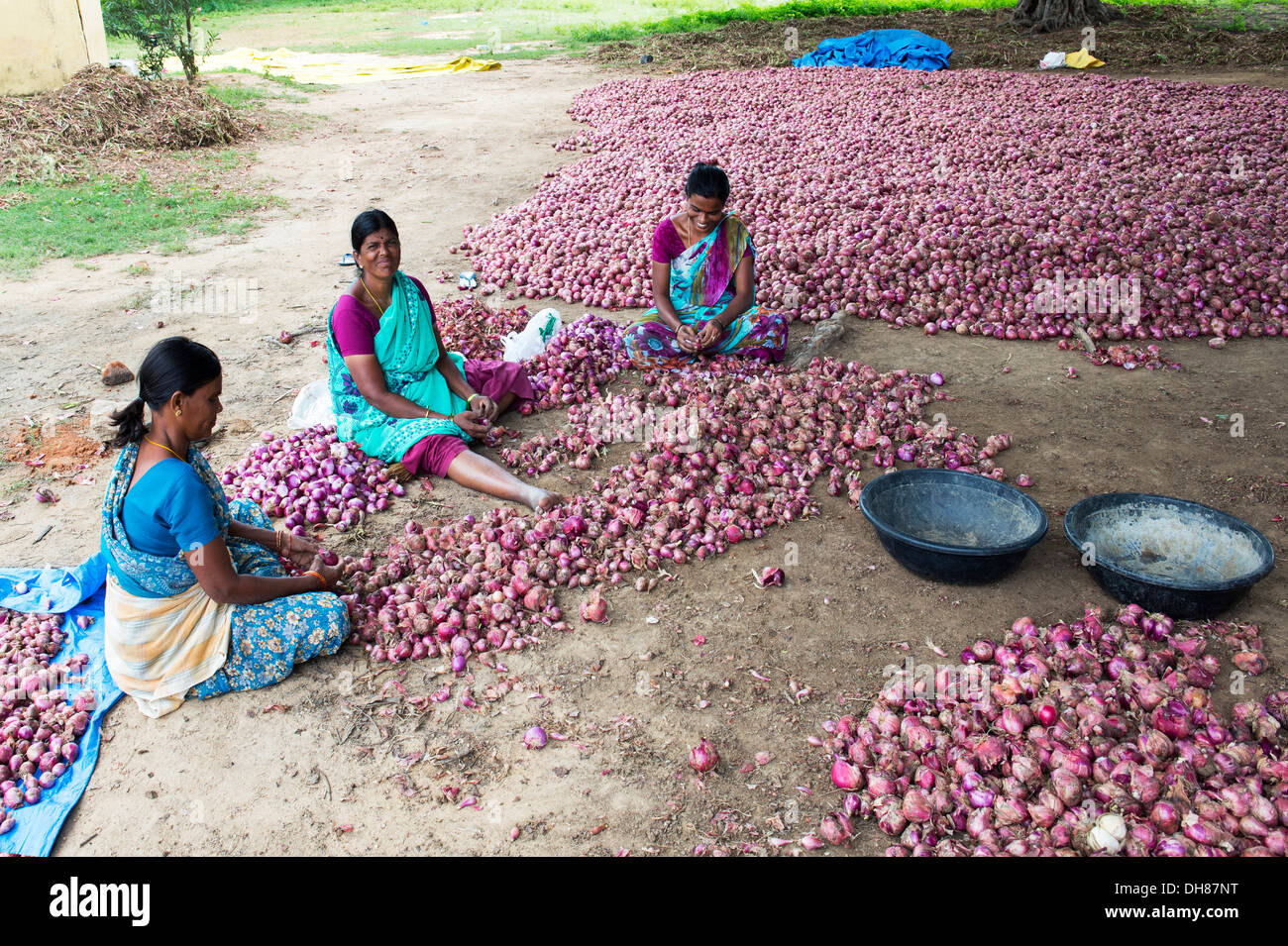 Village de l'Inde rurale des femmes qui travaillent l'épluchage d'oignons rouges récoltés à la main dans la campagne. L'Andhra Pradesh. L'Inde Banque D'Images