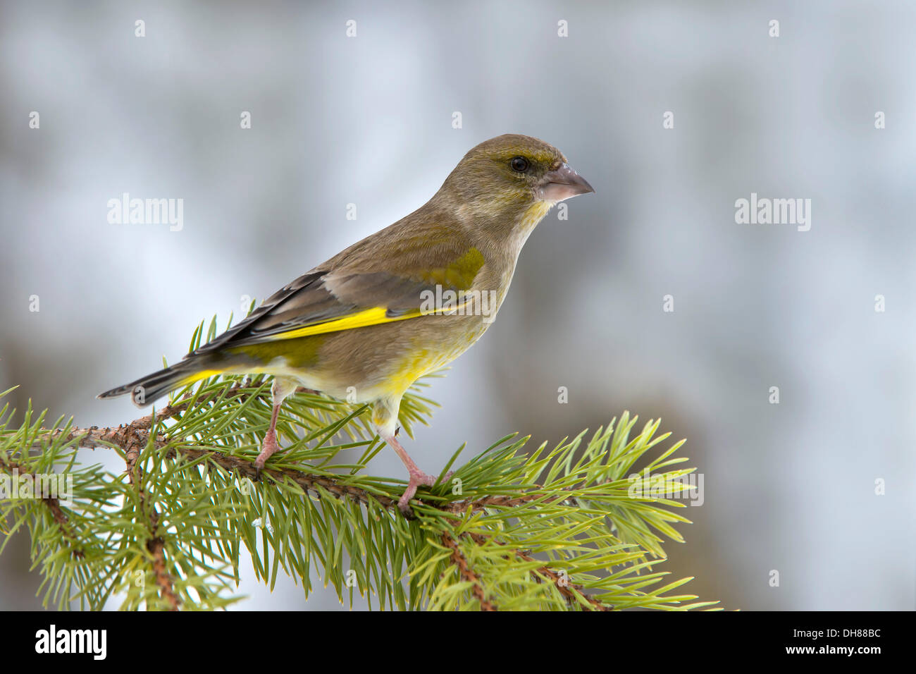 Cygne tuberculé Cygne tuberculé ou (Chloris chloris), Terfens, District de Schwaz, Tyrol du Nord, Tirol, Autriche Banque D'Images