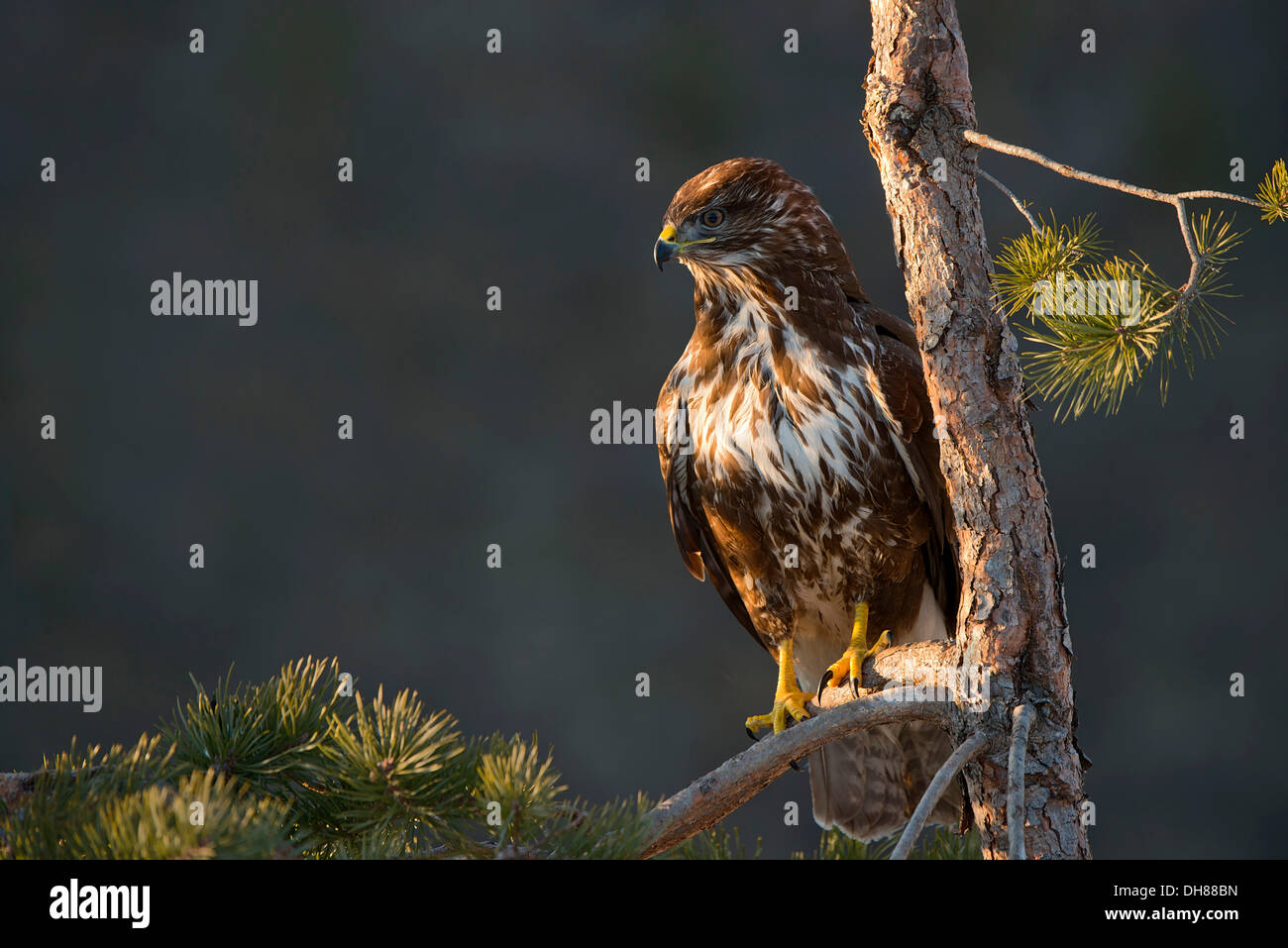 Buse variable (Buteo buteo), Terfens Terfens, Schwaz, Tyrol du Nord, District, Tirol, Autriche Banque D'Images