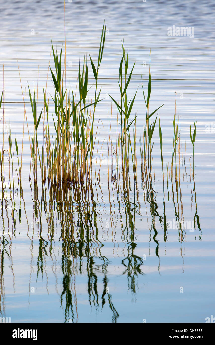 Roseau commun (Phragmites australis), Seewinkel, Burgenland, Autriche Banque D'Images