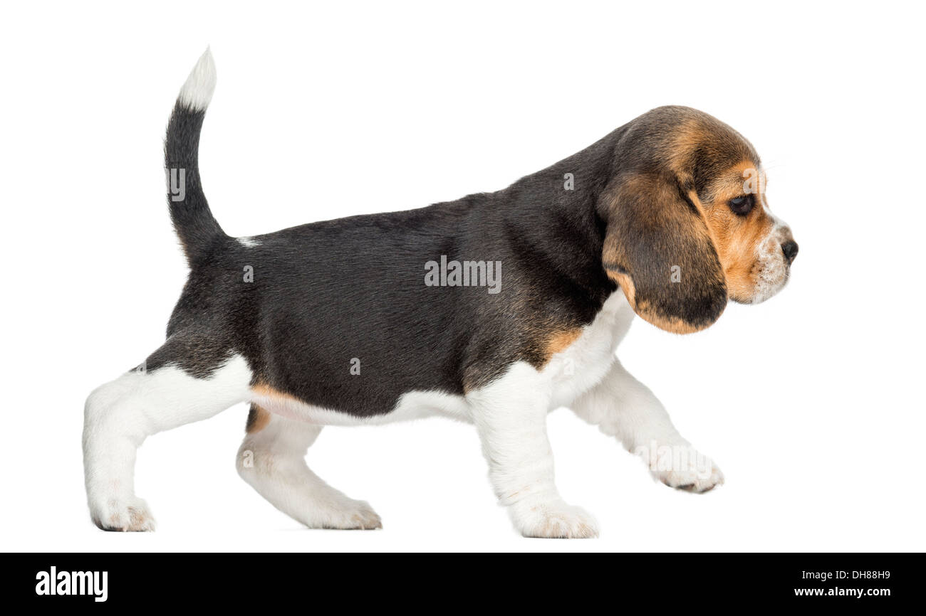 Vue latérale d'un chiot Beagle walking against white background Banque D'Images