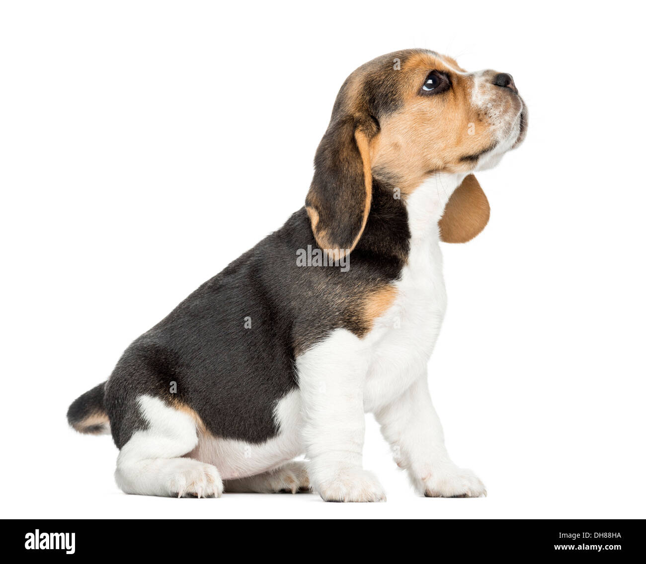 Vue latérale d'un chiot Beagle, assis à contre fond blanc Banque D'Images