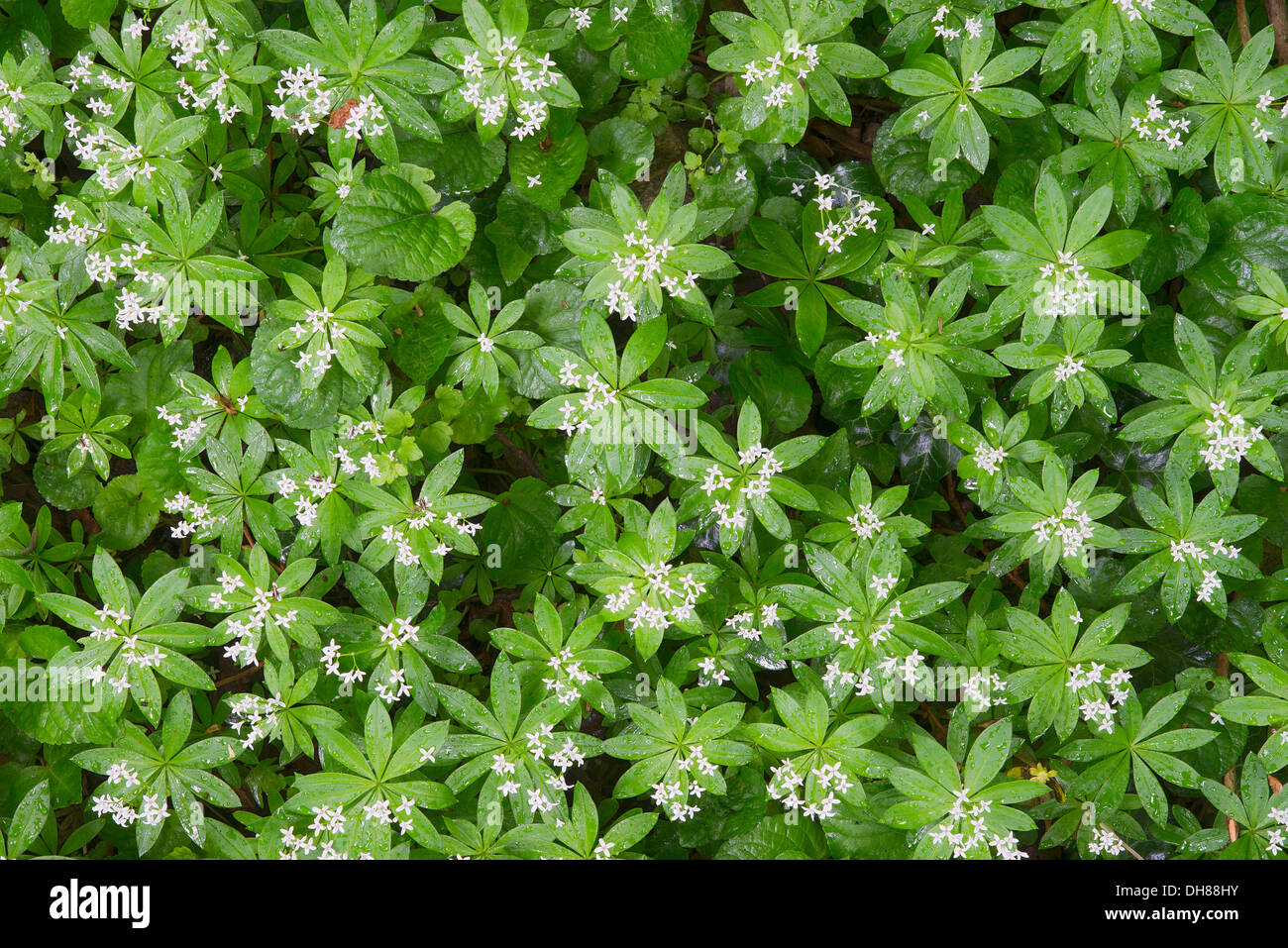 Sweet Woodruff ou Wild Baby's Breath (Galium odoratum), Perchtoldsdorfer Heide, Pegasus, Basse Autriche, Autriche Banque D'Images