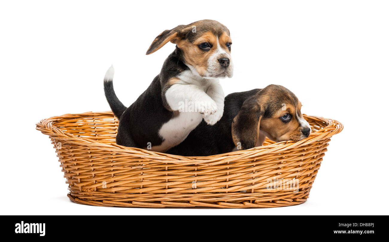 Deux chiots Beagle dans un panier en osier contre fond blanc Banque D'Images