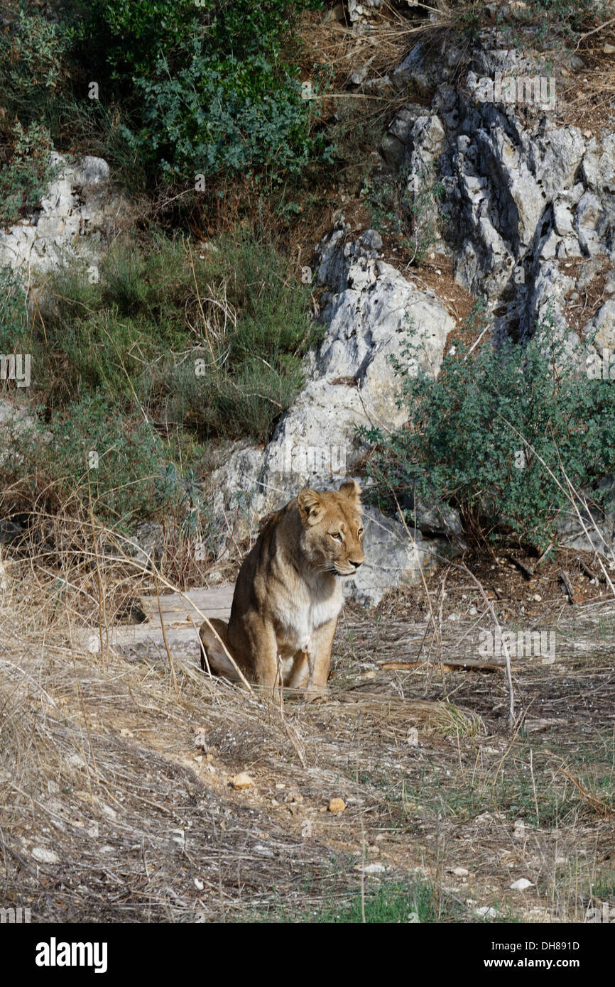 L'African Lion Panthera leo - Femelle Banque D'Images