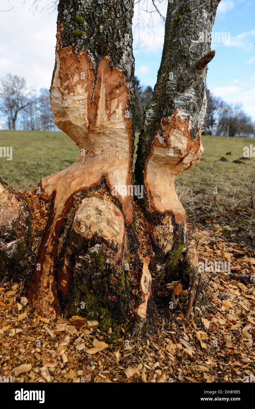 Les bouleaux, rongé par un castor, Uffing, Oberbayern, Bavière, Allemagne Banque D'Images