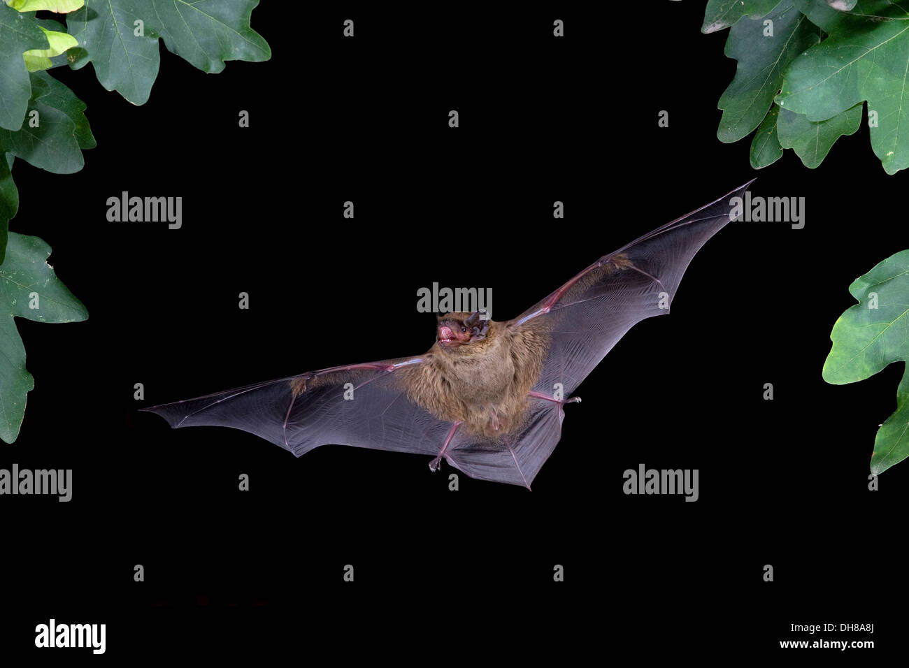 Noctule moindre ou de Leisler Nyctalus leisleri (bat) en vol, la Thuringe Banque D'Images
