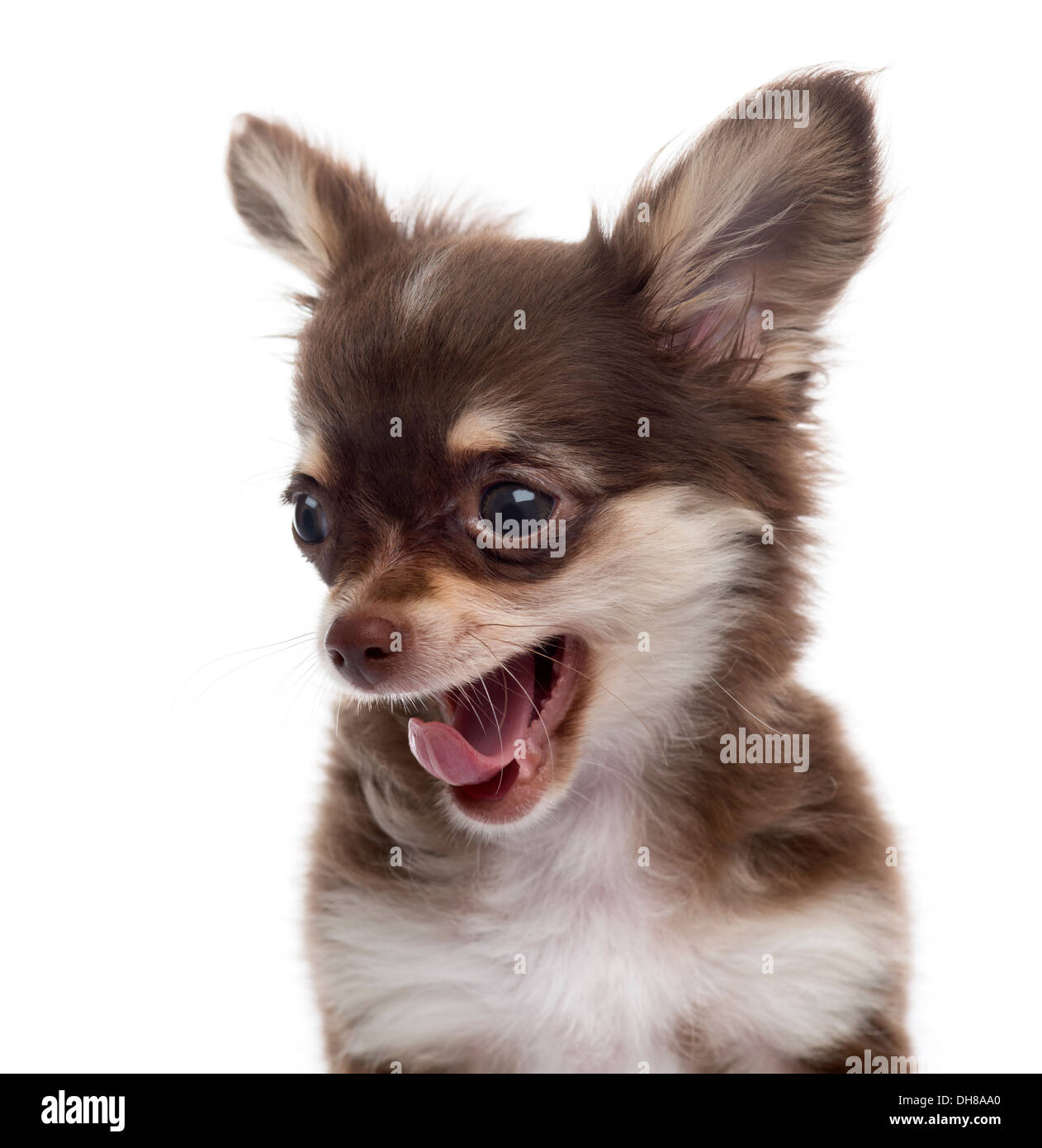 Close-up d'un bâillement chiot Chihuahua contre fond blanc Banque D'Images