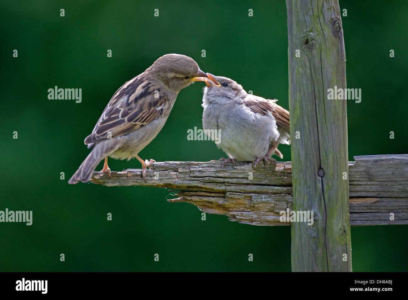 Moineau domestique (Passer domesticus) alimentation femelle pigeonneau, Thuringe Banque D'Images