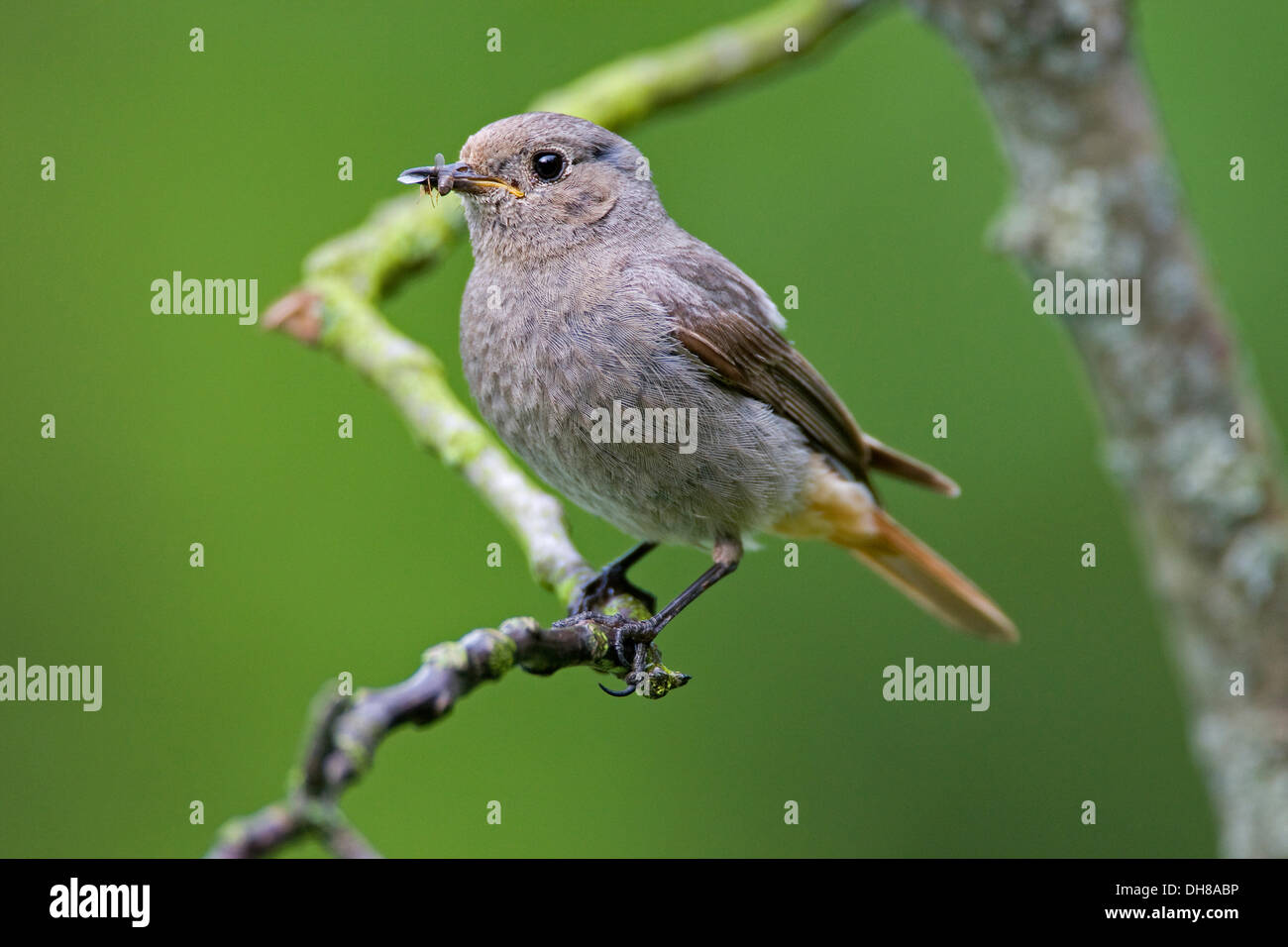 Rougequeue noir (Phoenicurus ochruros), femme, Thuringe Banque D'Images