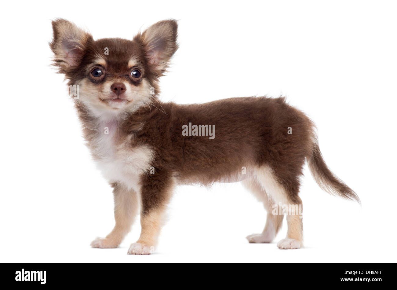 Vue latérale d'un chihuahua puppy standing against white background Banque D'Images