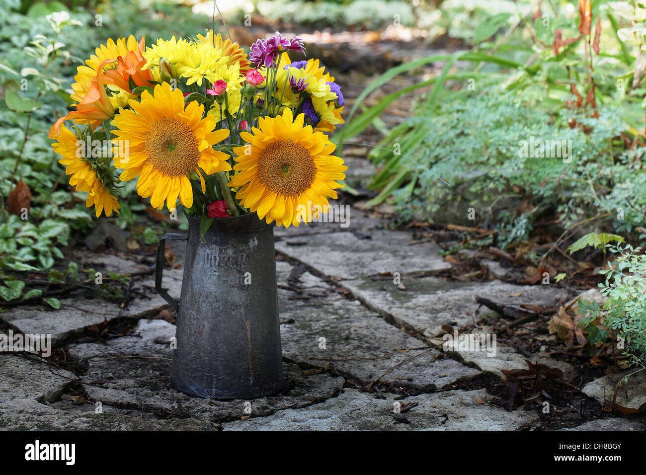 Tournesol, Helianthus annuus. Un bouquet de fleurs dans une antique metal peut dans le jardin. Banque D'Images