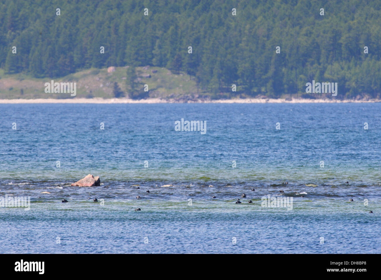 Le gîte des phoques également connu sous le nom de nerpa (Phoca sibirica) autour de l'Île Ouchkany, Lac Baikal, Russie Banque D'Images