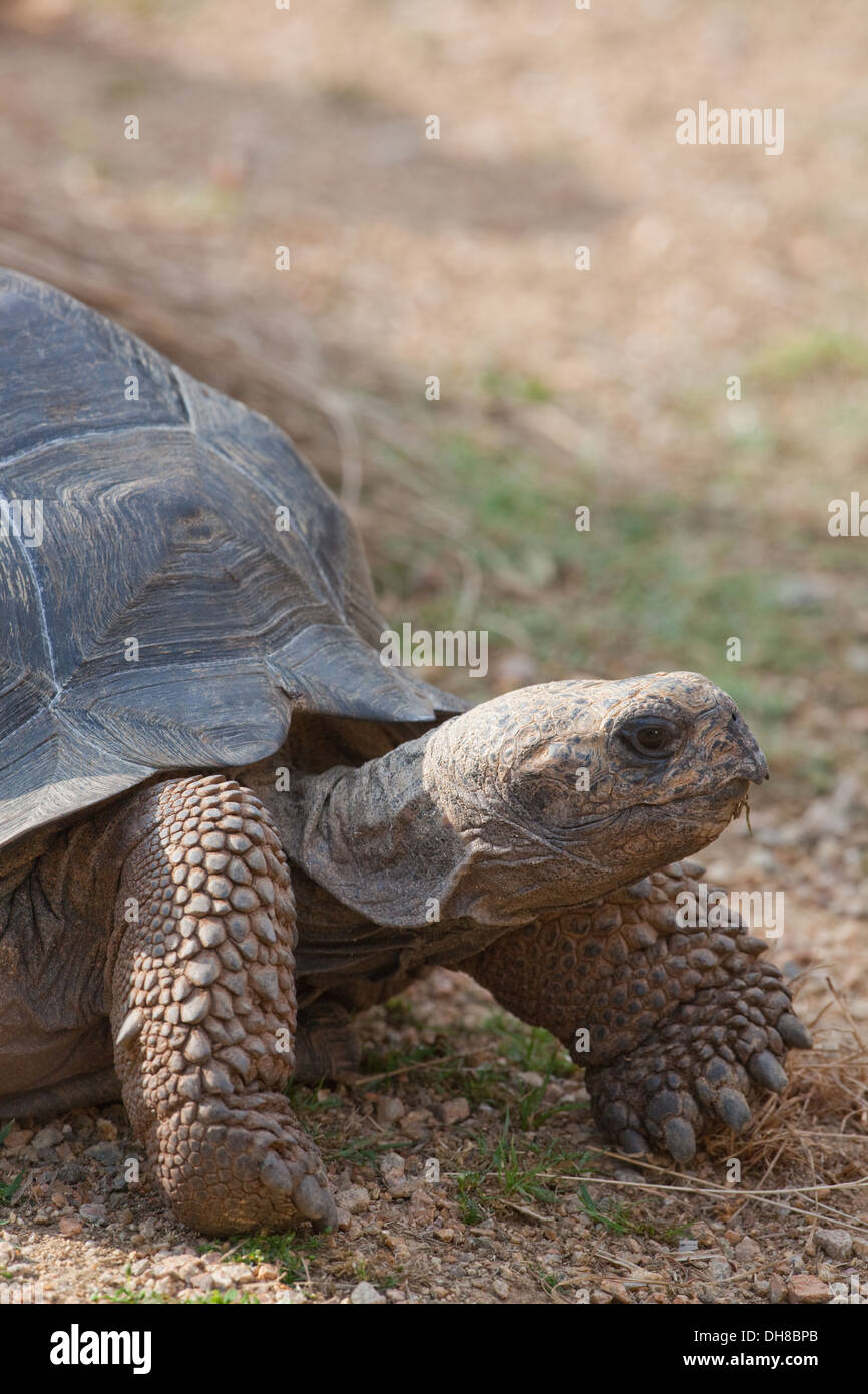 Galapagos Tortue (Chelonoides porteri nigra becki x). Quatre ans animal. Peut prendre quarante ans pour arriver à la taille en nature. Banque D'Images