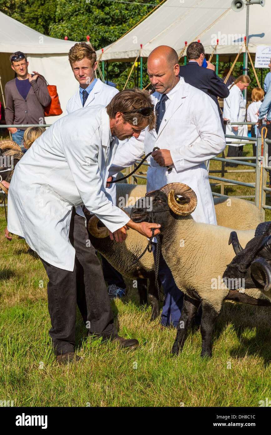 Les moutons d'être jugé dans le spectacle le joint torique au niveau de la foire agricole Aylsham, Norfolk, Royaume-Uni. Banque D'Images
