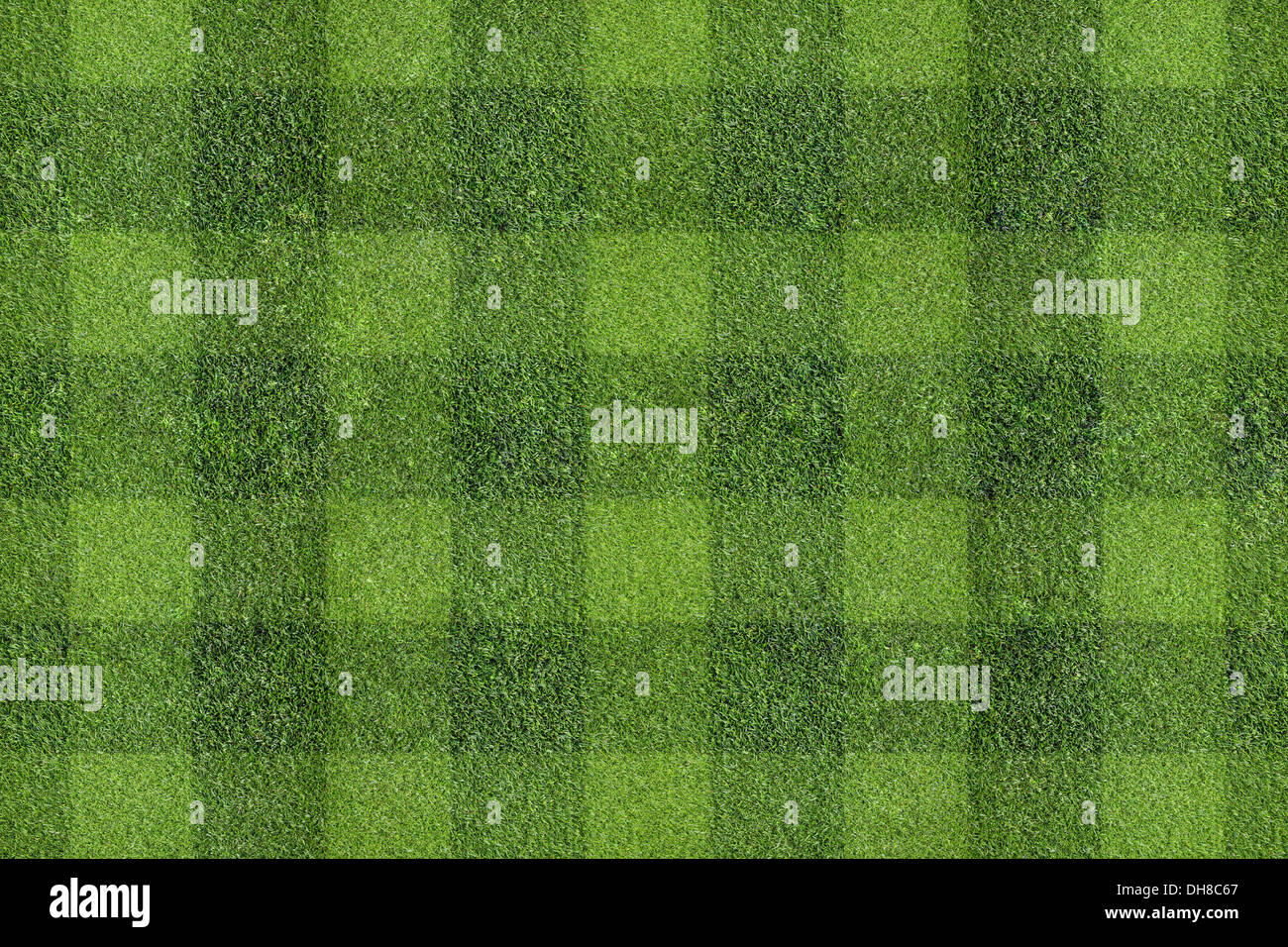 champ d’herbe Banque D'Images