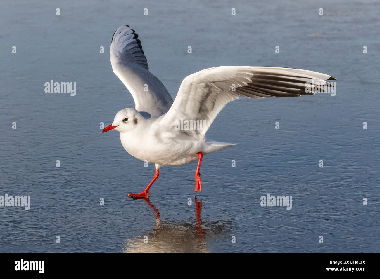 Mouette à tête noire s'exécutant sur un couvert de glace extérieure Banque D'Images