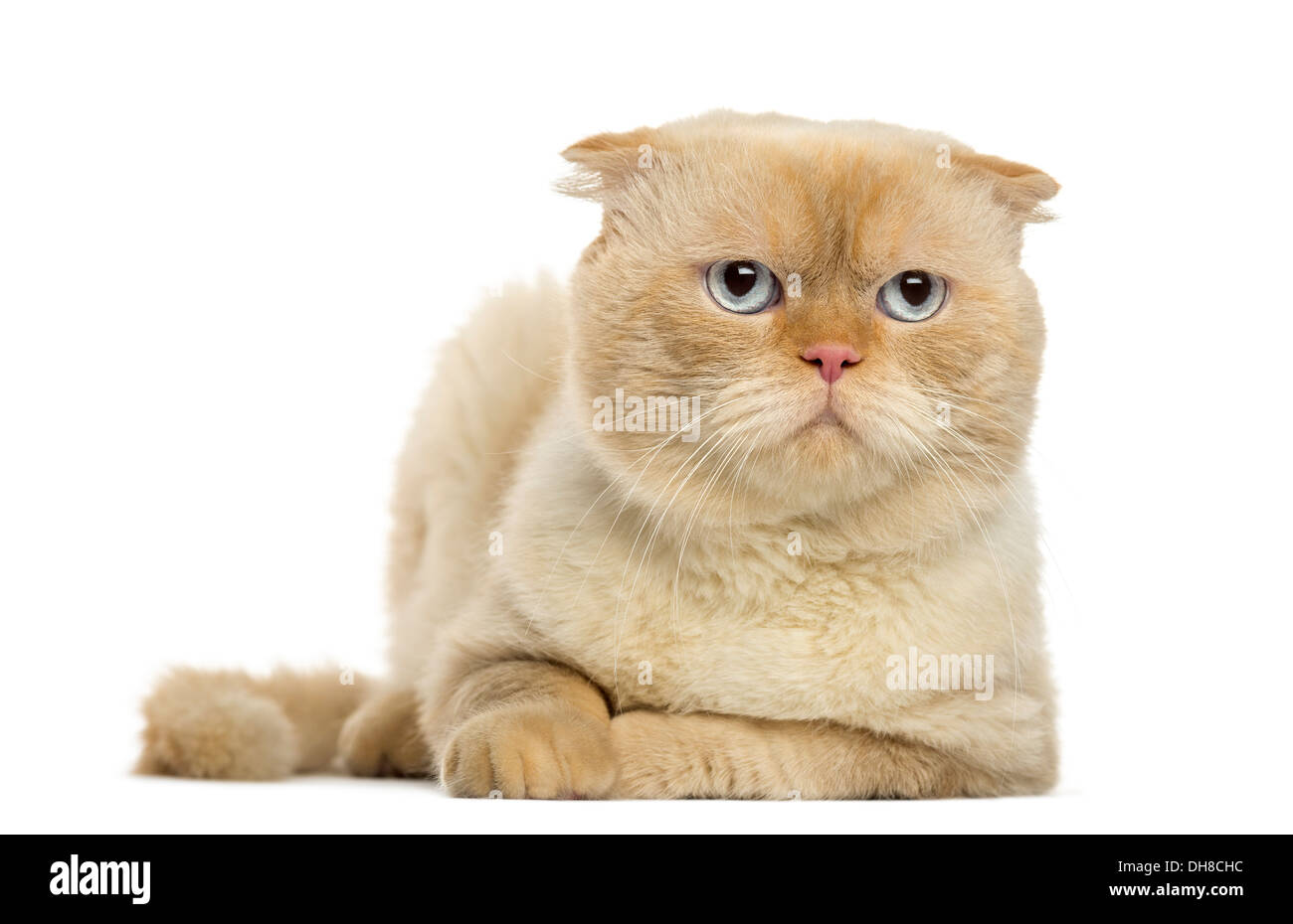 Scottish Fold avoir menti sur fond blanc Banque D'Images