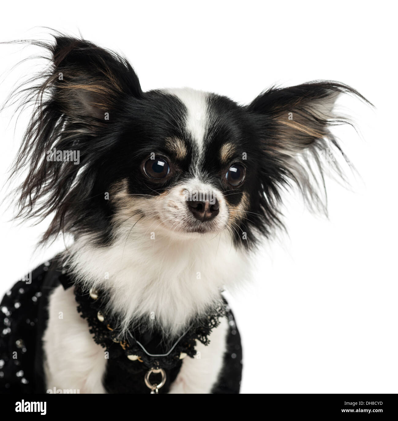 Close-up of a habillé des Chihuahua contre fond blanc Banque D'Images