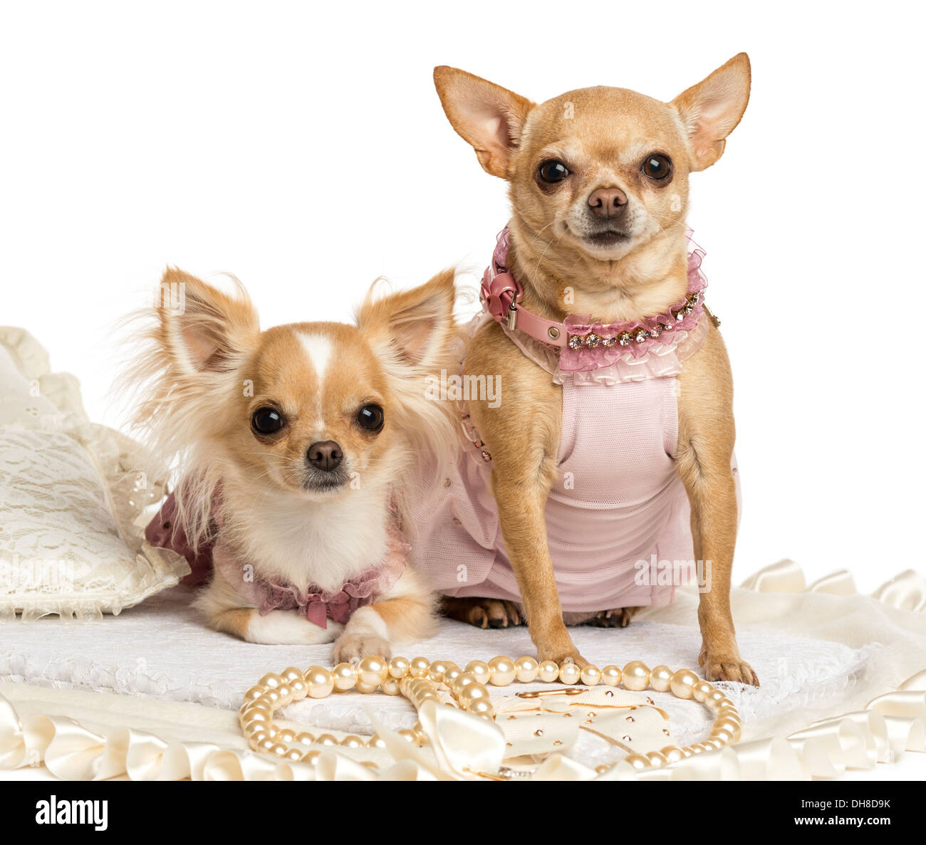 Deux Chihuahuas dressed-up assis sur un tapis contre fond blanc Banque D'Images