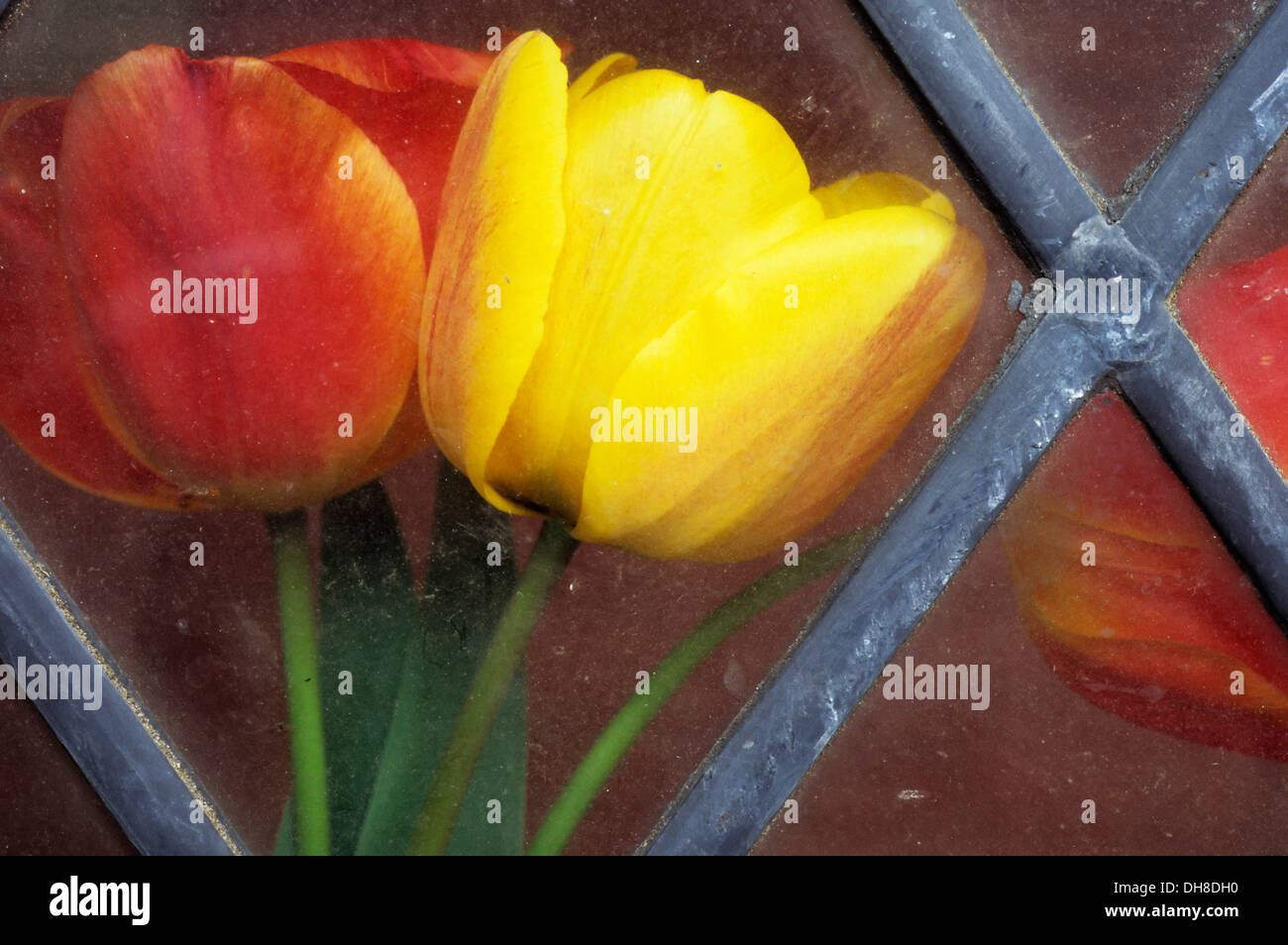 Tulipe Tulipa 'Bellone' et 'Tulipa Keizerskroon'. Tulipes rouges et jaunes vue si sale, au plomb de diamants fenêtre. Banque D'Images