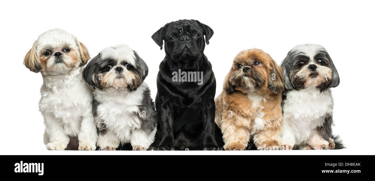 Vue avant de chiens dans une rangée assis contre fond blanc Banque D'Images