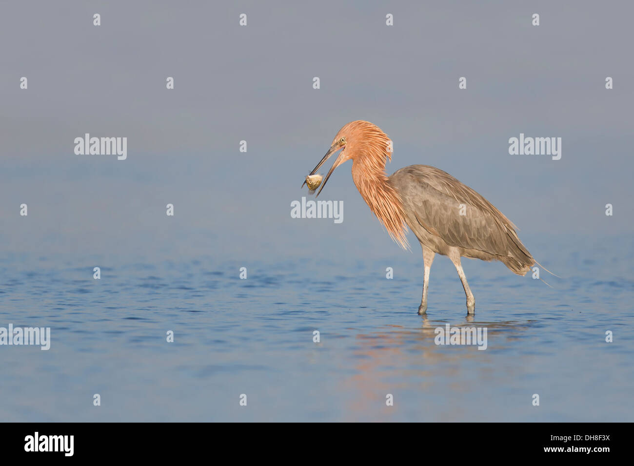 Aigrette garzette (Egretta rufescens rougeâtre) sur le point de manger un poisson - Fort Desoto, Floride Banque D'Images