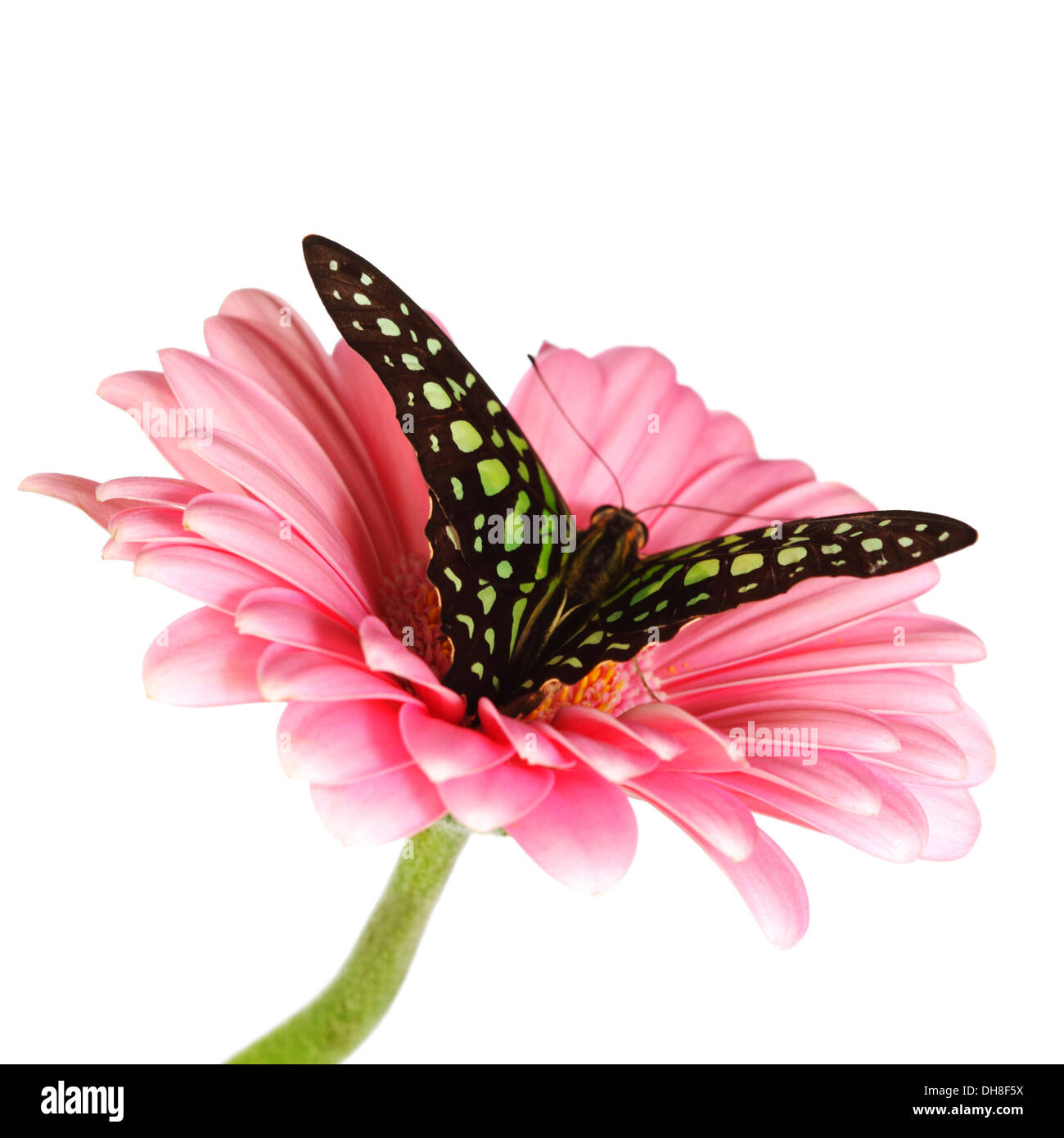 Graphium sur gerber close up Banque D'Images