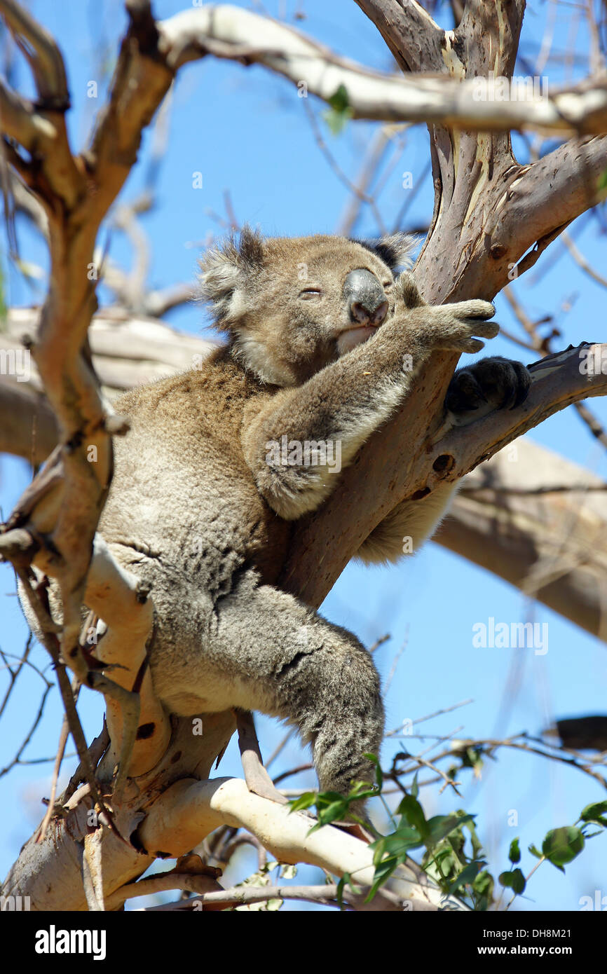 Dormir dans un Koala Blue Gum Tree, Kangaroo Island, Australie Banque D'Images