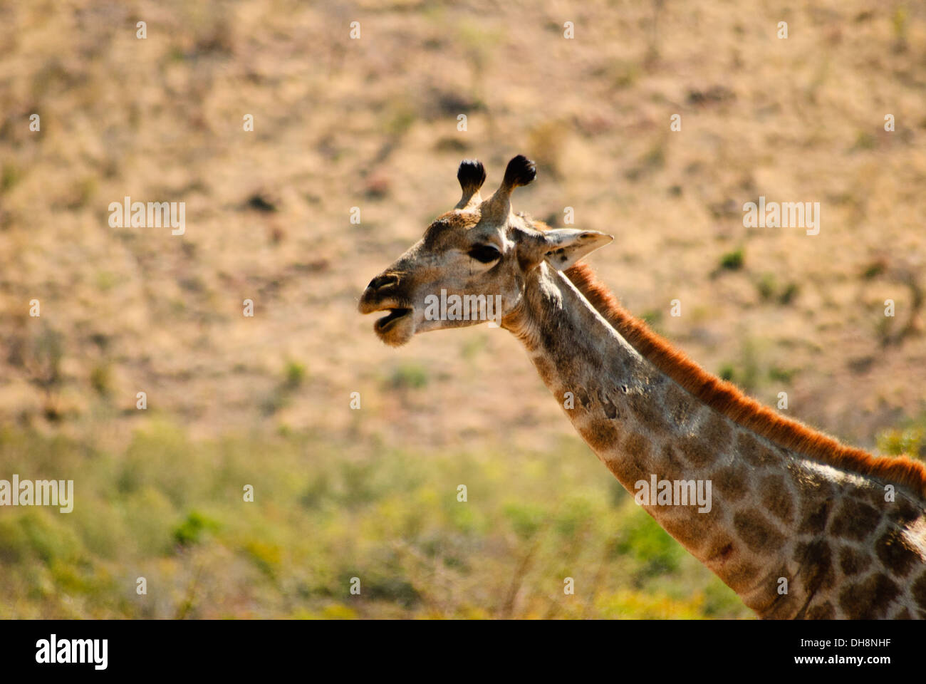 Girafe au Parc National de Pilanesberg en Afrique du Sud, l'Afrique Banque D'Images