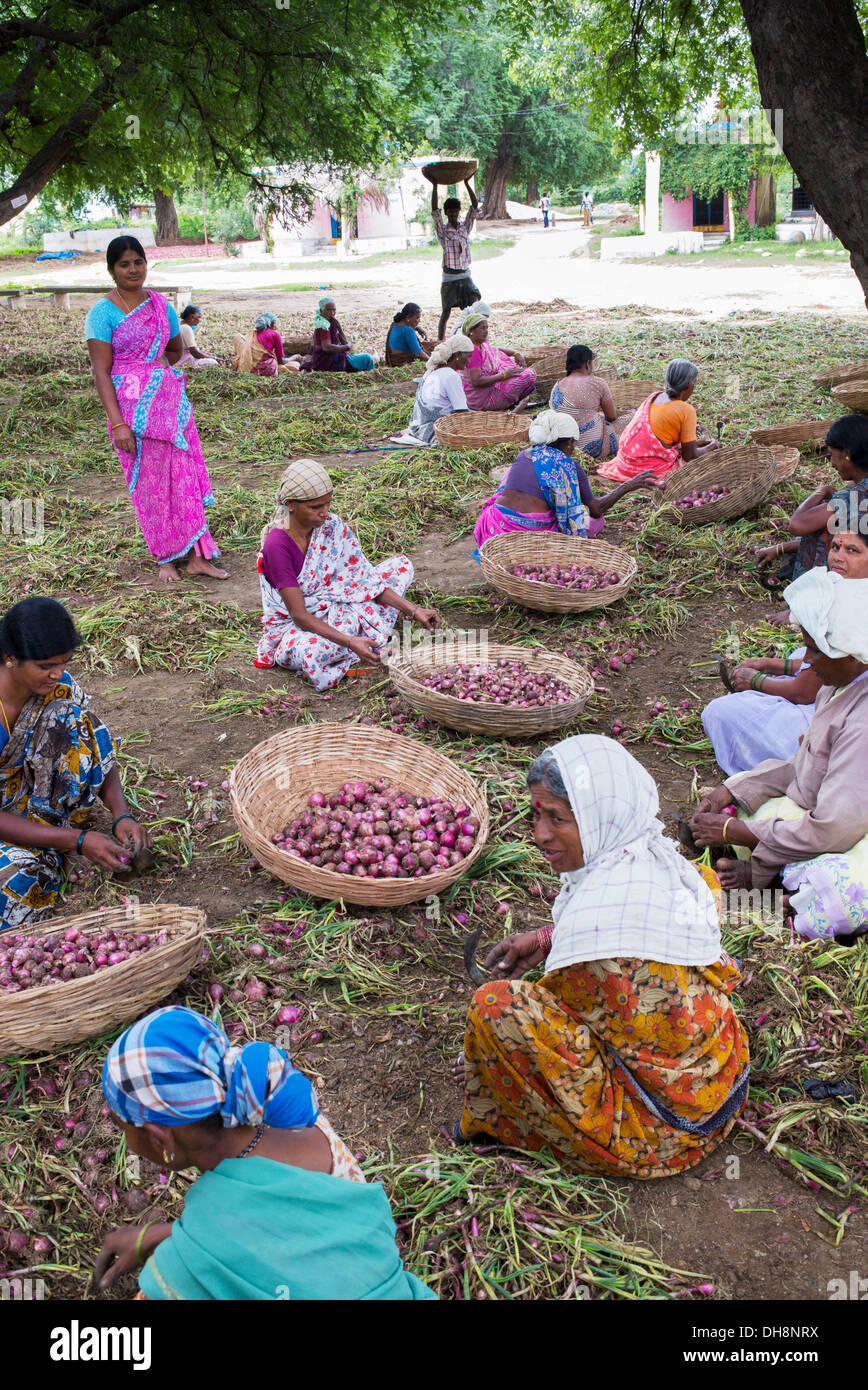 Village de l'Inde rurale des femmes qui travaillent l'écimage et l'tailing oignons rouges récoltés à la main dans la campagne. L'Andhra Pradesh. L'Inde Banque D'Images
