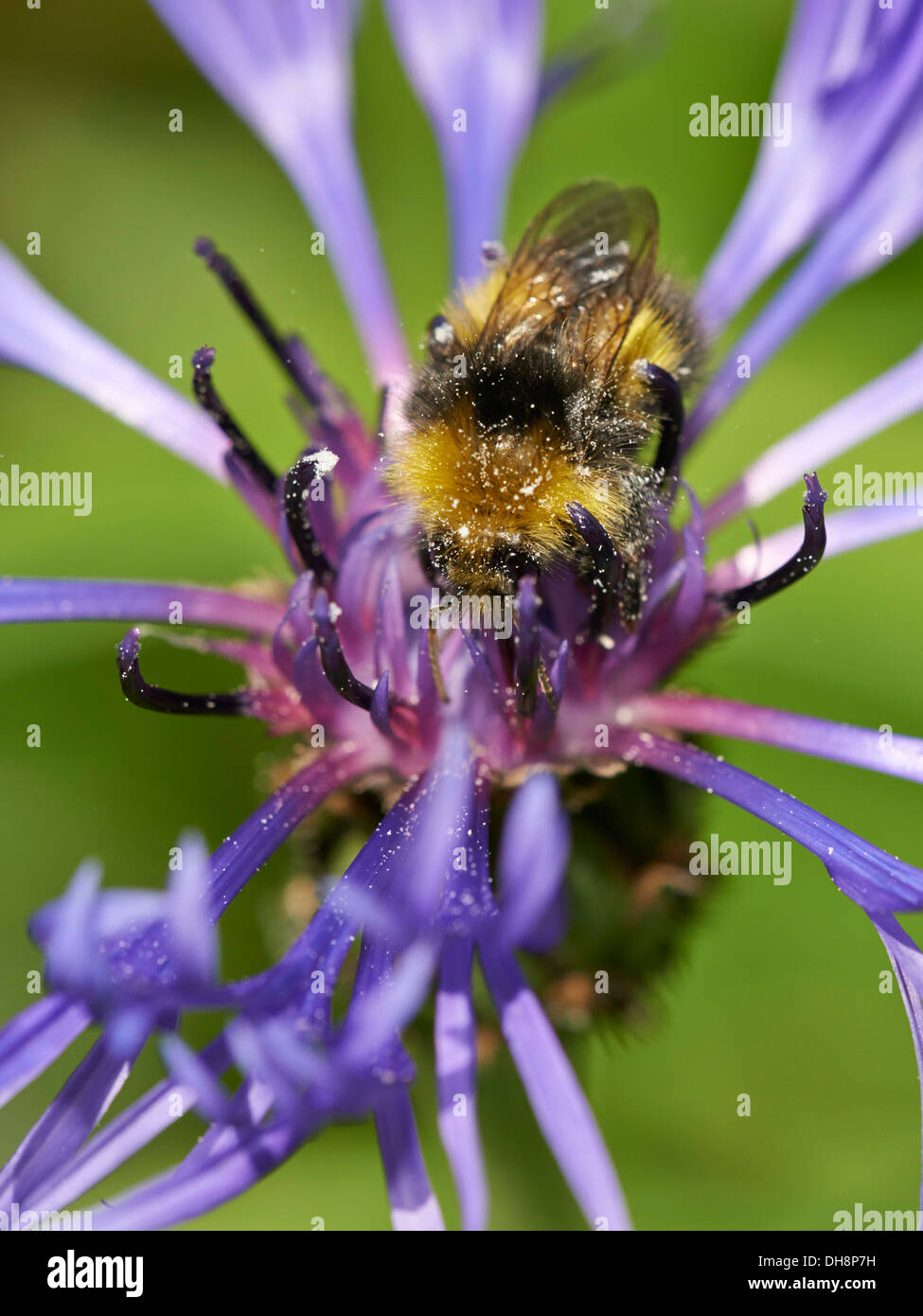 Début de la collecte de nectar de bourdon. Banque D'Images