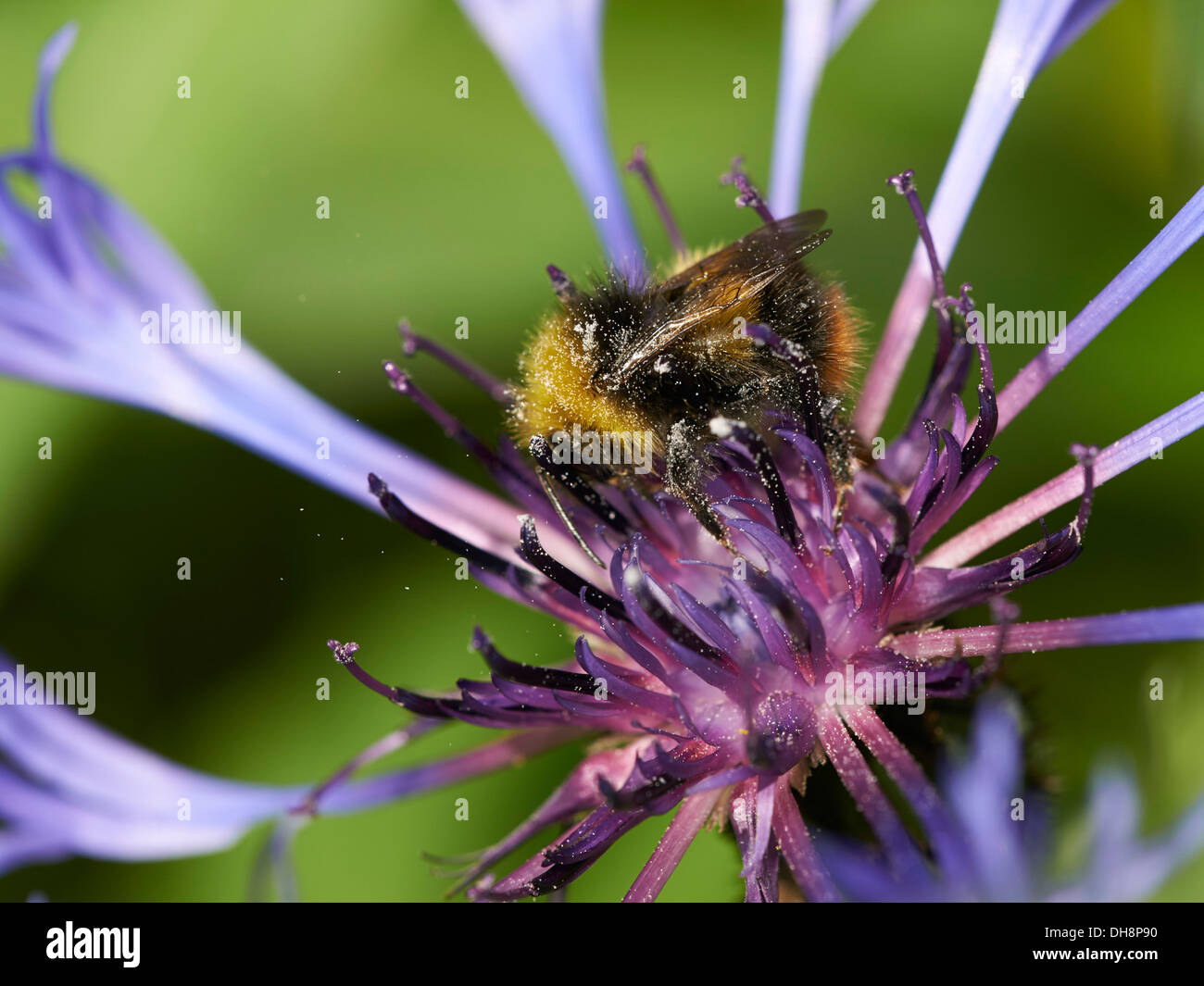 Début de la collecte de nectar de bourdon. Banque D'Images