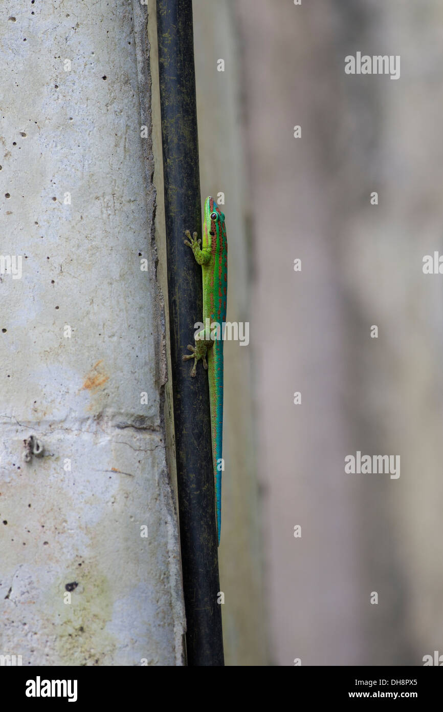 / Maurice mauricien à queue bleu Gecko Phelsuma cepediana (jour) était assis au soleil à sun sur palm tronc d'arbre. Endémique à l'île Maurice. Banque D'Images