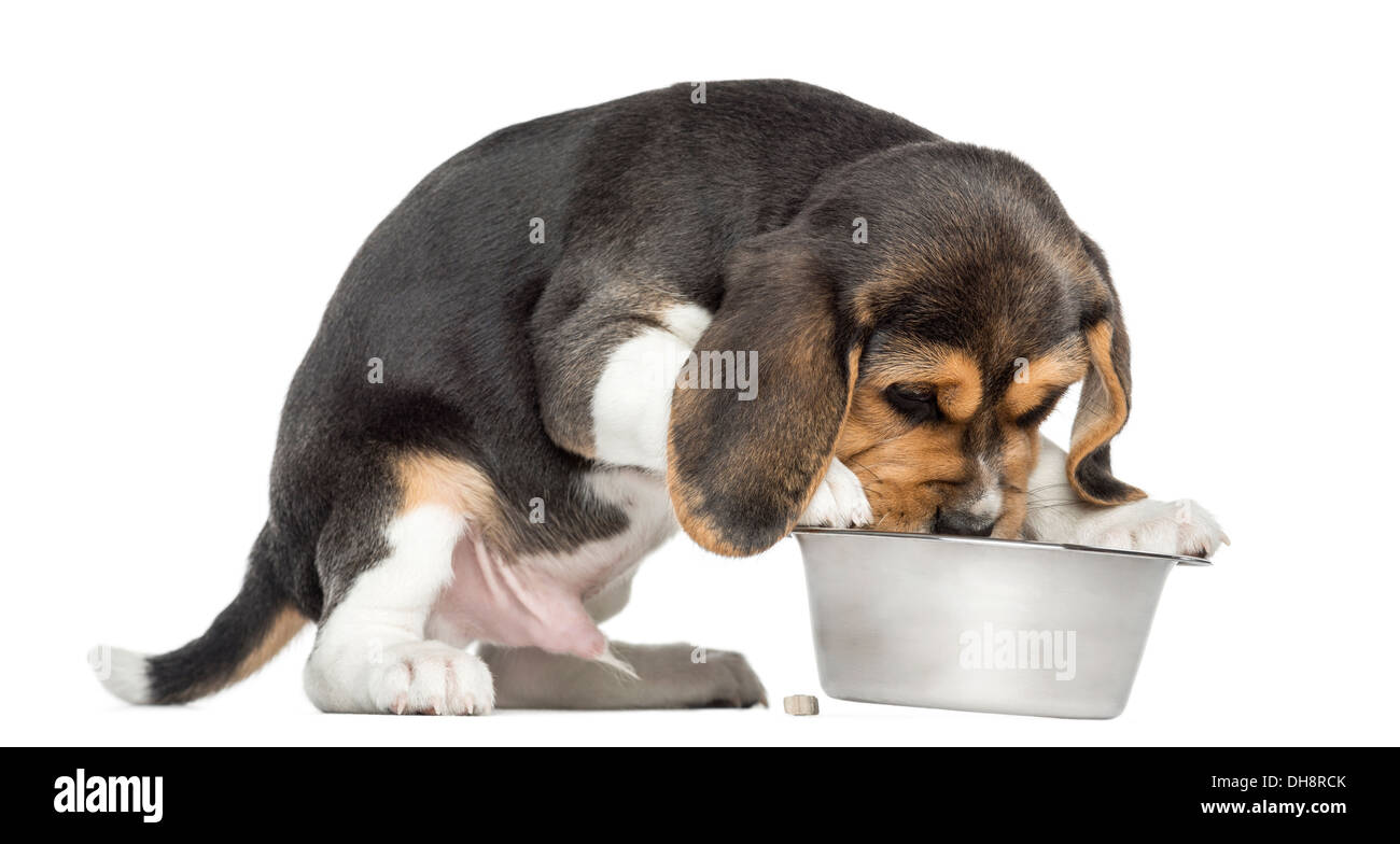 Vue latérale d'un chiot Beagle de manger un bol de chien contre fond blanc Banque D'Images