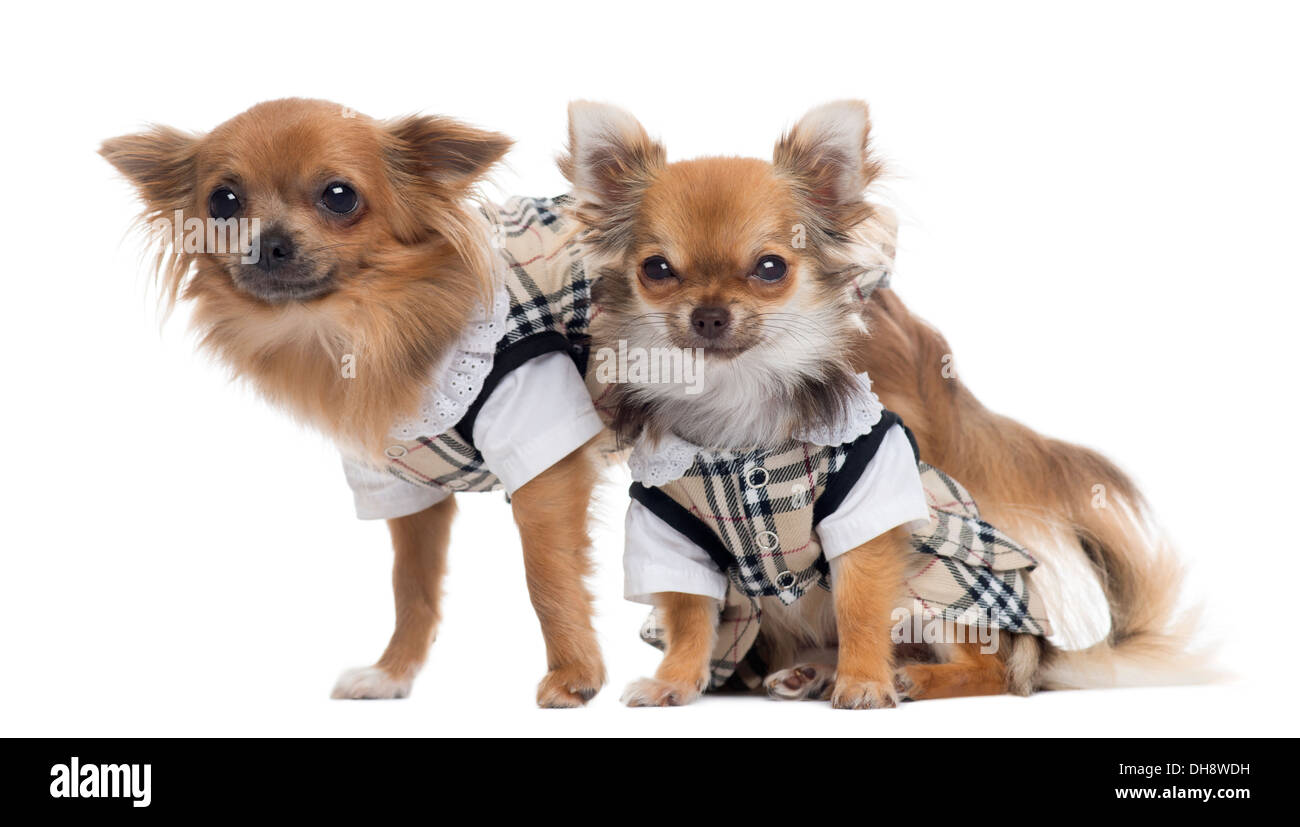 Deux Chihuahuas habillé à côté de l'autre contre fond blanc Banque D'Images