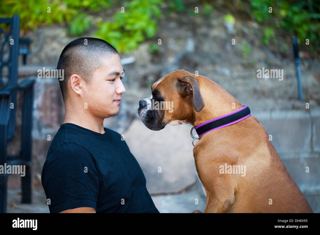 Young Asian man en jouant avec son chien Boxer, Novato, comté de Marin, en Californie, USA, Amérique du Nord. Banque D'Images