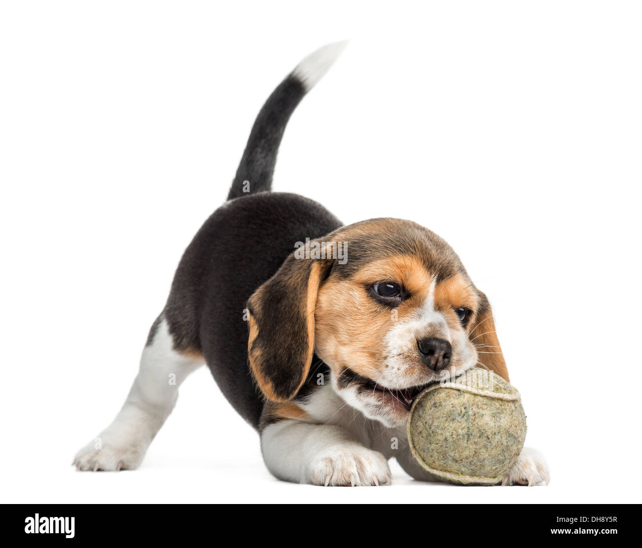 Vue frontale d'un chiot Beagle de mordre une balle de tennis contre fond blanc Banque D'Images