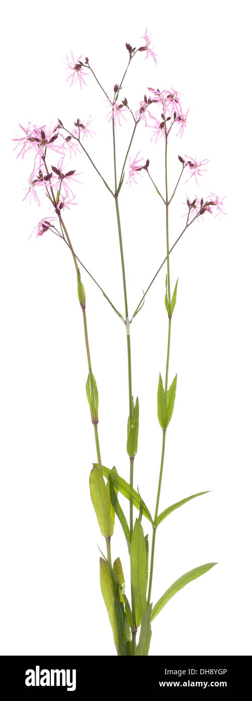 Lychnis flos-cuculi de fleurs sur fond blanc Banque D'Images