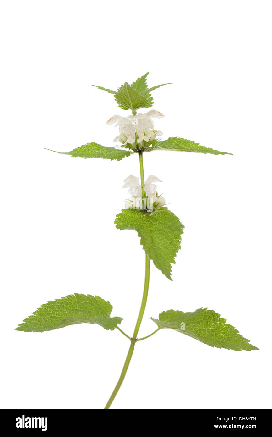 Fleur blanche dead-nettle(Lamium album)on white Banque D'Images