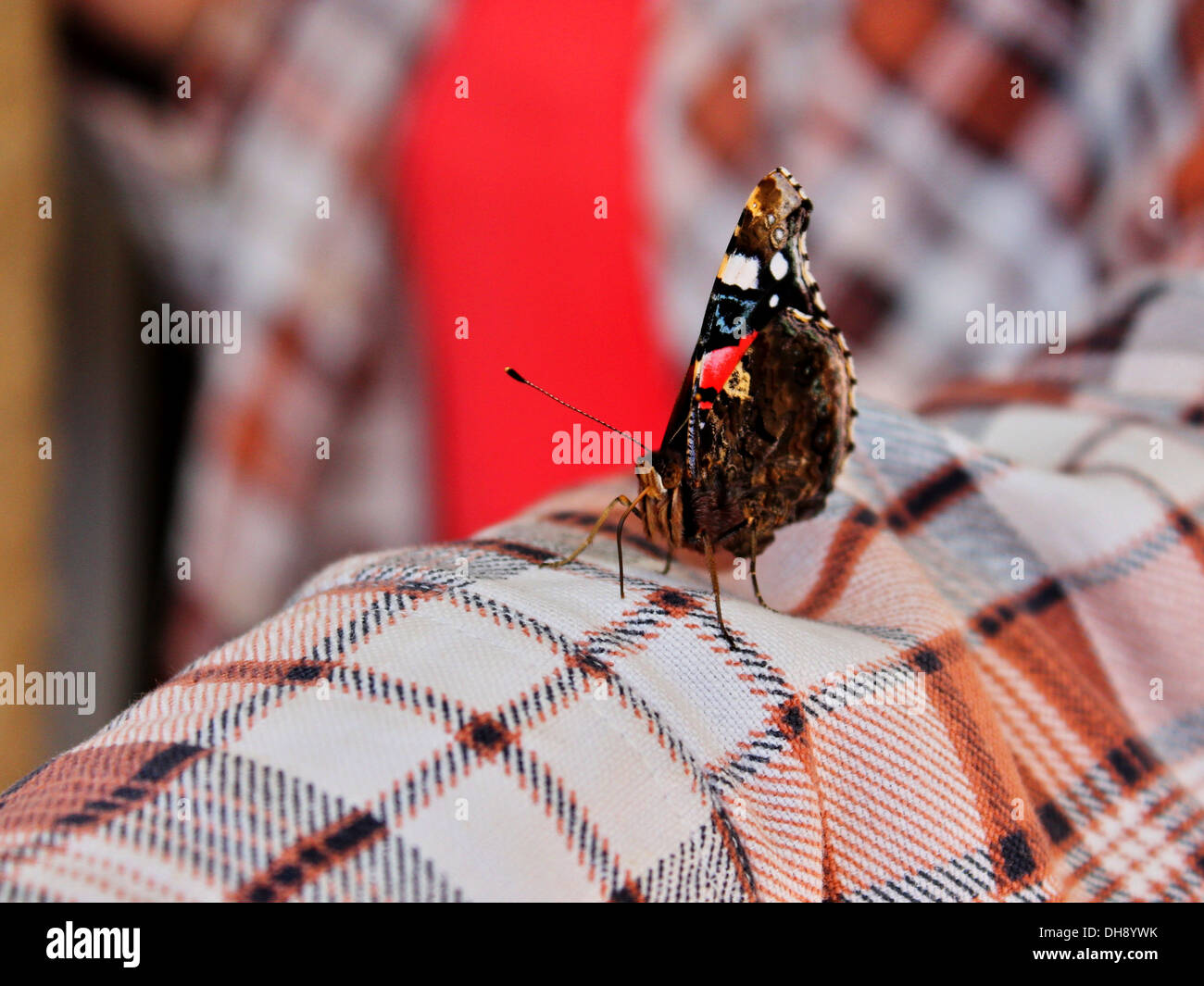 Le papillon sur la main de femme Banque D'Images