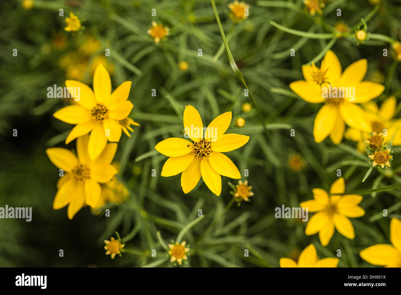 Tickseed Coreopsis verticillata avec, en forme d'étoiles fleurs jaunes et feuillage vert finement divisé. Banque D'Images
