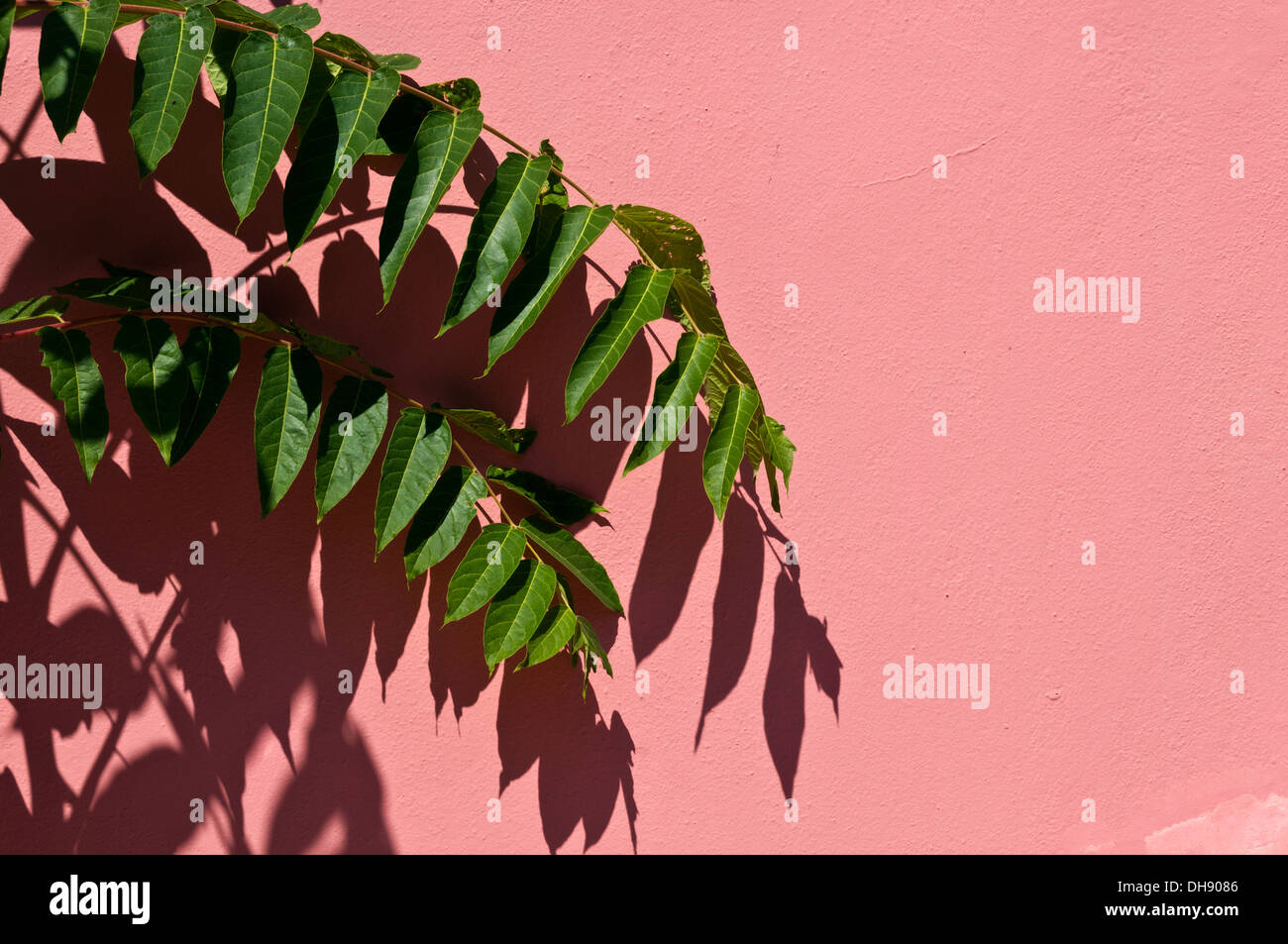 Maison rose et vert feuilles dans la partie village de pêcheurs de Fiscardo, Cephalonia Banque D'Images