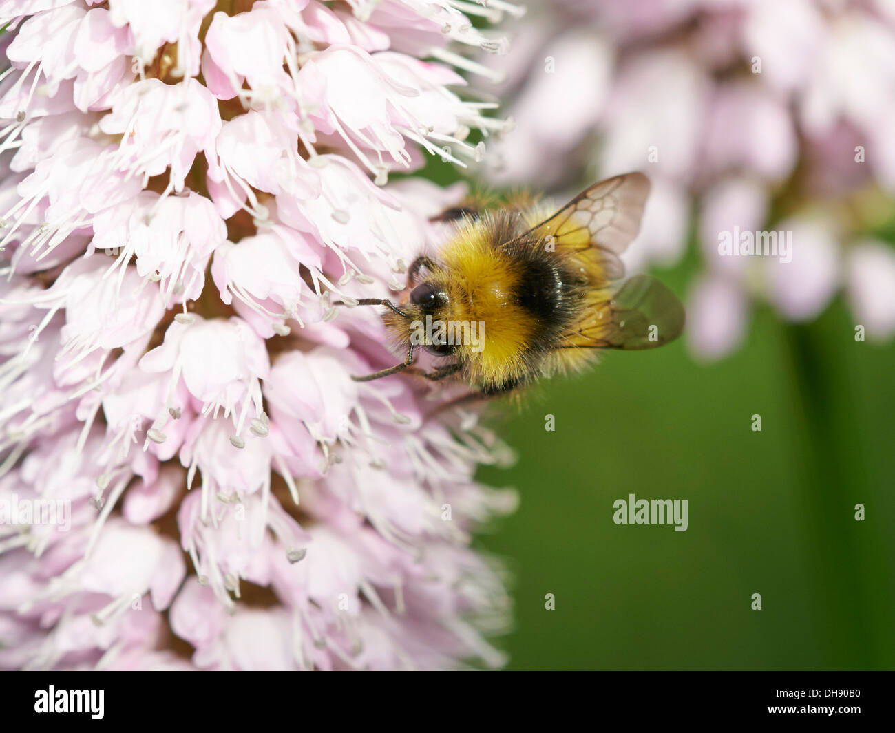 Début de la collecte de nectar de bourdon. Banque D'Images