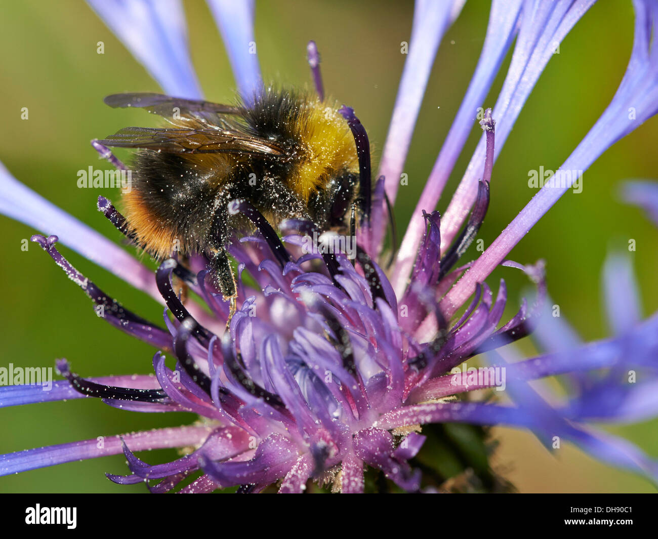 Début de la collecte de nectar de bourdon. Banque D'Images